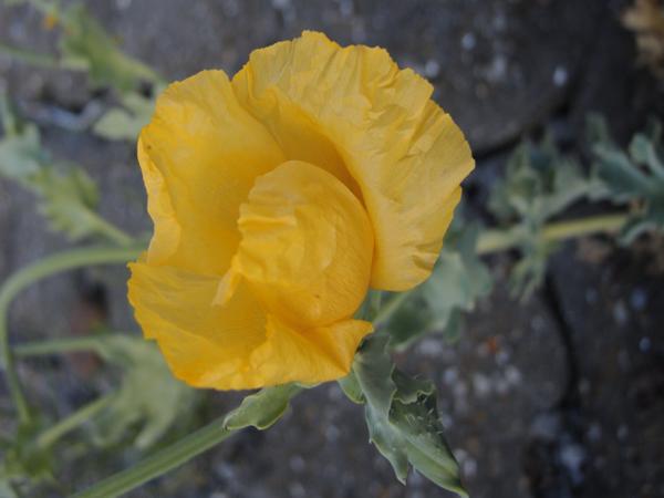 Gele hoornpapaver (Glaucium flavum)